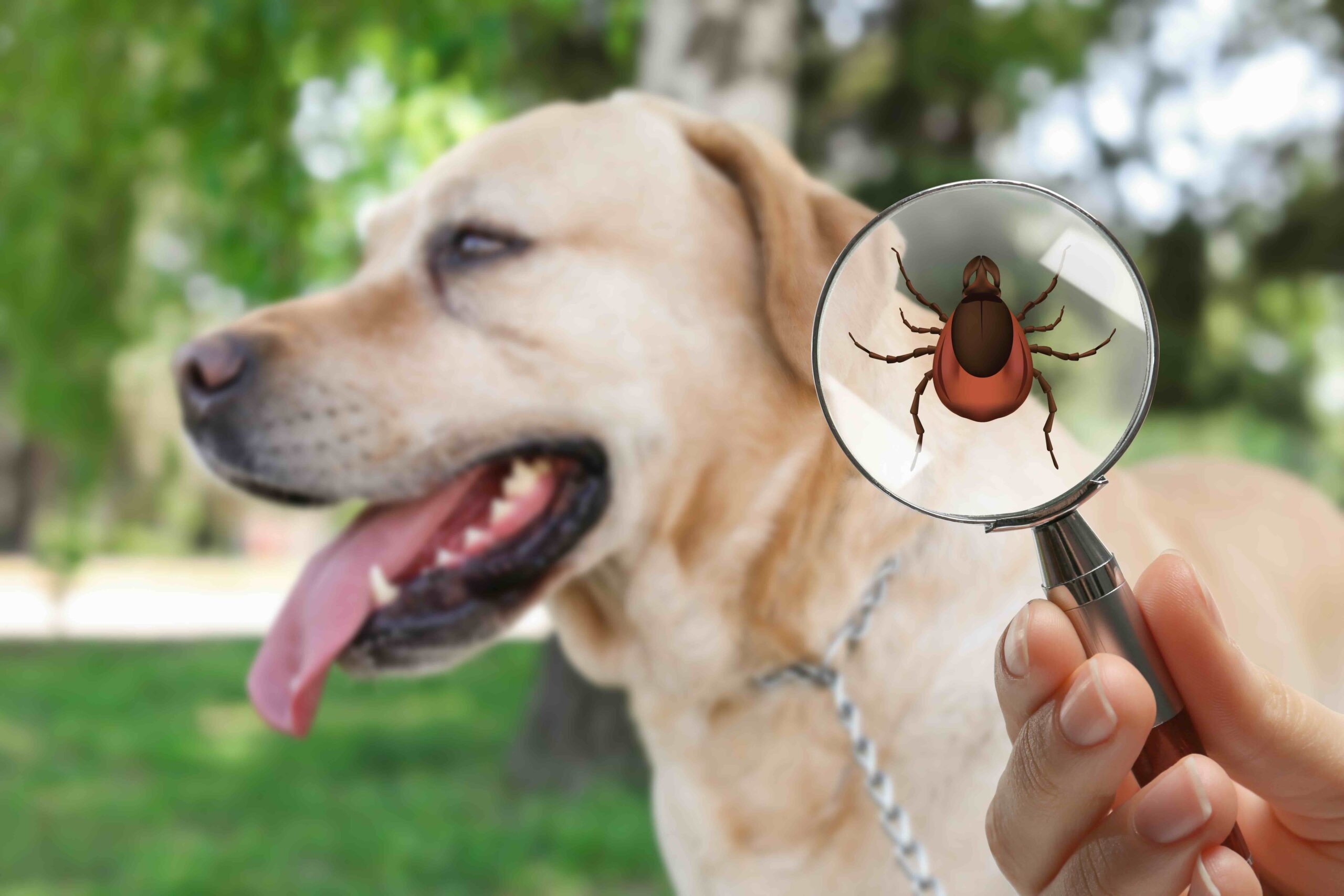 Ticks and fleas